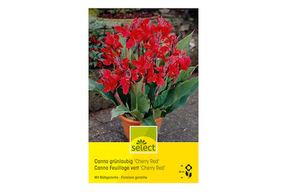 Image of select Indisches Blumenrohr (Canna-Indica-Hybriden) Cherry Red grünblättrig rot bei JUMBO