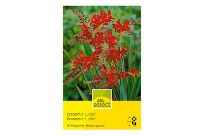 Image of select Montbretien Crocosmia 'Lucifer' grossblumig orange bei JUMBO