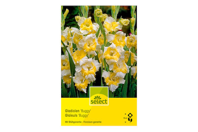 Image of select Gladiolen Buggy weiss/gelb bei JUMBO