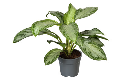 Image of Kolbenfaden 'Silver Bay', Topfgrösse Ø17cm (Aglaonema commutatum 'Silver Bay') bei JUMBO