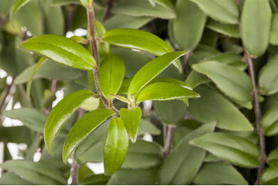 Image of Schamblume, Topfgrösse Ø18cm (Aeschynanthus) bei JUMBO
