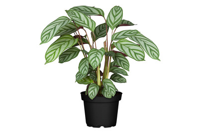 Image of Korbmarante, Topfgrösse Ø17cm (Calathea) bei JUMBO