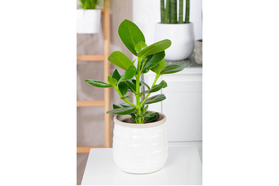 Image of Rosafarbener Balsamapfel 'Princess', Topfgrösse Ø17cm (Clusia major 'Princess') bei JUMBO