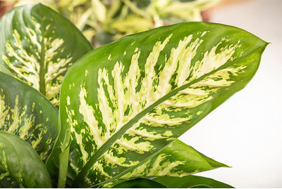 Image of Dieffenbachie 'Tropic Snow', Topfgrösse Ø17cm (Dieffenbachia seguine 'Tropic Snow') bei JUMBO