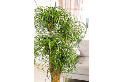 Image of Elefantenfuss, Topfgrösse Ø23cm (Beaucarnea recurvata, verzweigt) bei JUMBO