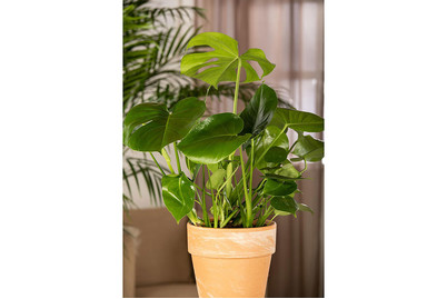 Image of Fensterblatt, Topfgrösse Ø17cm (Monstera deliciosa) bei JUMBO