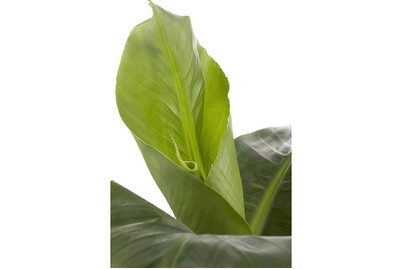 Image of Zierbanane, Topfgrösse Ø12cm (Musa 'Banana Tropicana') bei JUMBO