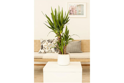 Image of Riesen-Palmlilie, Topfgrösse Ø27cm (Yucca elephantipes) bei JUMBO