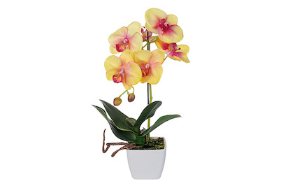 Image of Luwatex Phalaenopsis gelb im Topf bei JUMBO