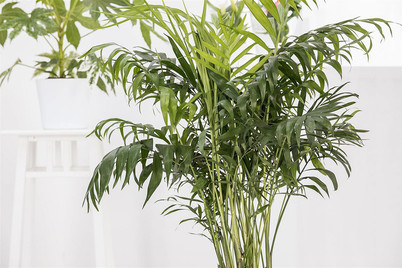 Image of Betelnusspalme, Topfgrösse Ø19cm (Areca catechu) bei JUMBO