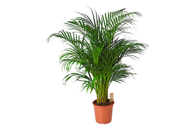 Image of Betelnusspalme, Topfgrösse Ø24cm (Areca catechu) bei JUMBO