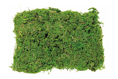 Image of Moos Beutel 50 g bei JUMBO