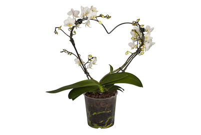 Image of Schmetterlingsorchidee, Herz, Topfgrösse Ø12cm (Phalaenopsis, Herz) bei JUMBO