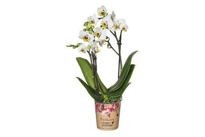 Image of Schmetterlingsorchidee 'Kolibri', Topfgrösse Ø9cm (Phalaenopsis 'Kolibri') bei JUMBO