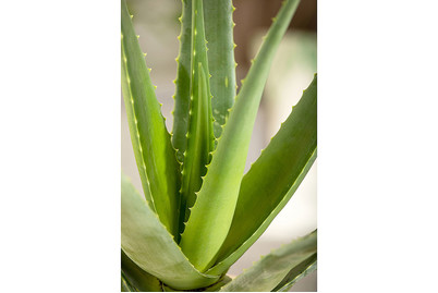 Image of Echte Aloe, Topfgrösse Ø12cm (Aloe vera)