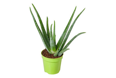 Image of Echte Aloe, Topfgrösse Ø15cm (Aloe vera)