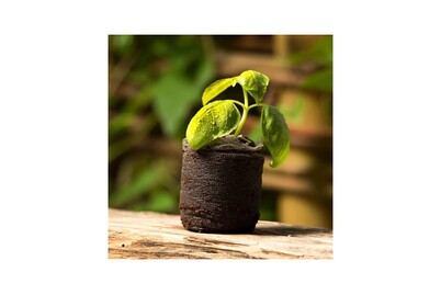 Image of Windhager Anzucht-Quelltabs bei JUMBO