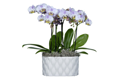 Image of Schmetterlingsorchidee 'Kolibri', Topfgrösse Ø18cm (Phalaenopsis 'Kolibri') bei JUMBO