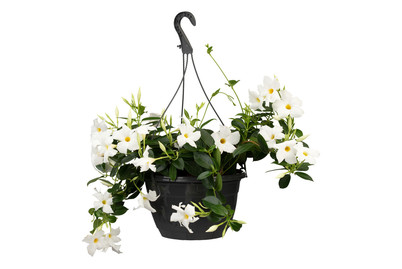 Image of Brasiljasmin(Mandevilla sanderi, Ampel), Topfgrösse Ø23cm bei JUMBO