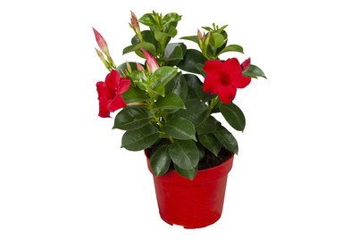 Image of Brasiljasmin(Mandevilla sanderi), Topfgrösse 40x15cm bei JUMBO