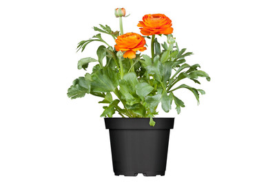 Image of Ranunkel(Ranunculus asiaticus), Topfgrösse Ø17cm bei JUMBO