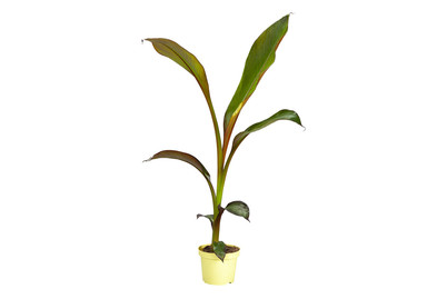 Image of Japanische Faserbanane(Musa basjoo), Topfgrösse Ø17cm bei JUMBO
