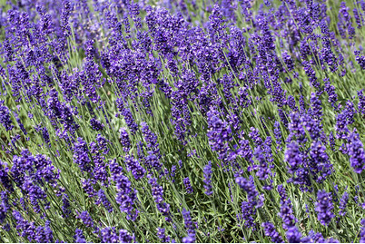 Image of Echter Lavendel (Lavandula angustifolia, violett) Ø13cm