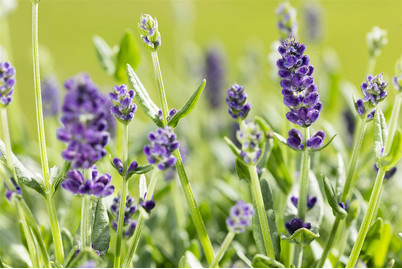 Image of Echter Lavendel (Lavandula angustifolia, dunkelviolett) Ø13cm