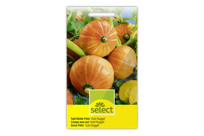Image of Select Topf-Kürbis Patio bei JUMBO