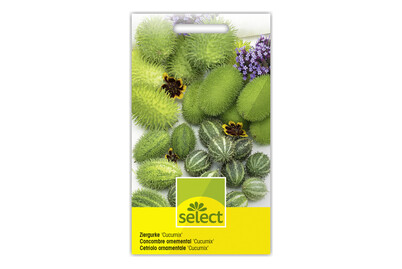Image of Ziergurke Cucumix bei JUMBO