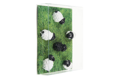 Image of Magnete 6er-Set Sheep