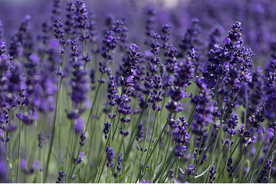 Image of Echter Lavendel 'Aromatico' (Lavandula angustifolia 'Aromatico') Ø12cm