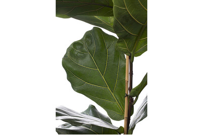 Image of Geigenfeige, Topfgrösse Ø17cm (Ficus lyrata) bei JUMBO