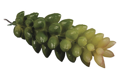 Image of Mini-Sukkulente Crassula , 2,5x6,5cm bei JUMBO