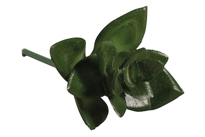 Image of Mini-Sukkulente Haworthia 5x3.5 cm bei JUMBO