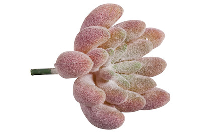 Image of Mini-Sukkulente Echeveria , 4x2,5cm bei JUMBO