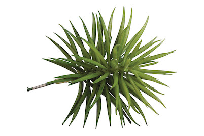 Image of Sukkulente Senecio , 10x9,5cm bei JUMBO