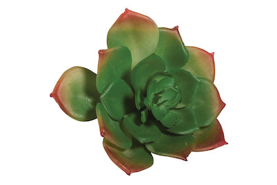 Image of Sukkulente Echeveria grün 8.5x3.5 cm bei JUMBO