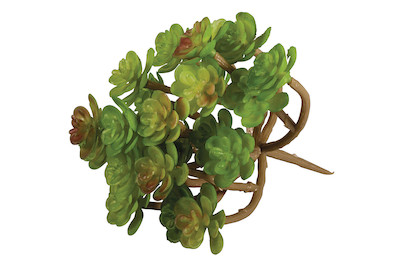 Image of Sukkulente Sedum , 9,5x8cm bei JUMBO