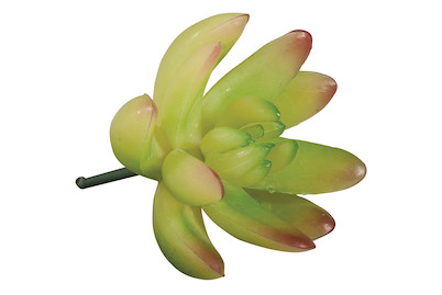 Image of Sukkulente Echeveria hell grün 5.5x3.5 cm bei JUMBO