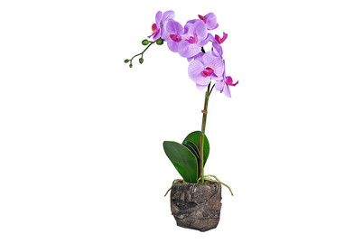 Image of Künstliche Phalaenopsis im Topf bei JUMBO