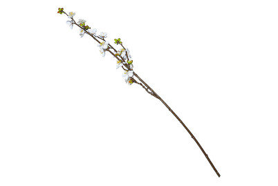 Image of Künstliche Kirschblüte weiss bei JUMBO