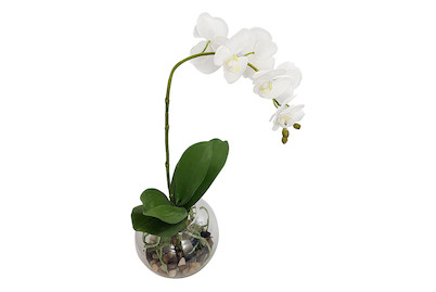 Image of Künstliche Orchidee im Glas bei JUMBO