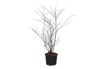 Image of Blutberberitze - Berberis thunbergii Atropurpurea 50 - 60cm inklusive Topf bei JUMBO