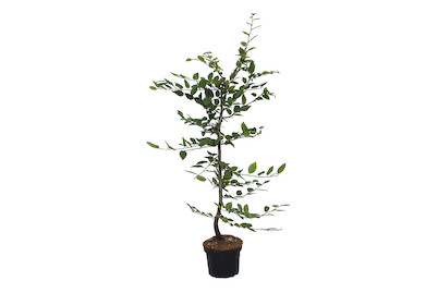 Image of Hainbuche - Carpinus betulus 70-80cm inklusive Topf bei JUMBO
