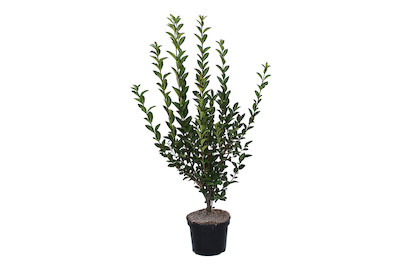 Image of Ovalblättriger Liguster - Ligustrum ovalifolium 70 - 80cm inklusive Topf bei JUMBO