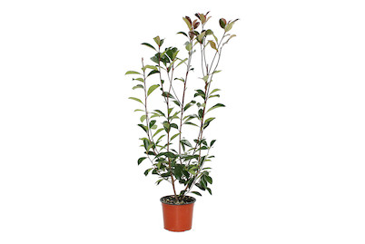 Image of Glanzmispel - Photinia Red Robin 50 - 60cm inklusive Topf bei JUMBO