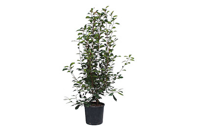 Image of Glanzmispel - Photinia fr. Red Robin 130 - 140cm inklusive Topf bei JUMBO