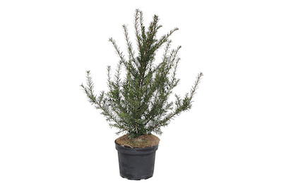 Image of Eibe - Taxus baccata 50 - 60cm inklusive Topf bei JUMBO
