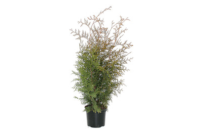 Image of Lebensbaum - Thuja Brabant 70 - 80cm inklusive Topf bei JUMBO